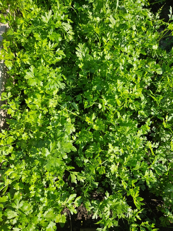 Patrunjel verde